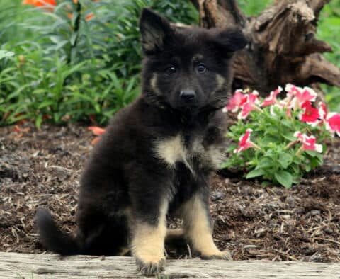 Fluffy German Shepherd puppy with cream-colored paws and chest sitting on a garden bed near blooming pink and white flowers.