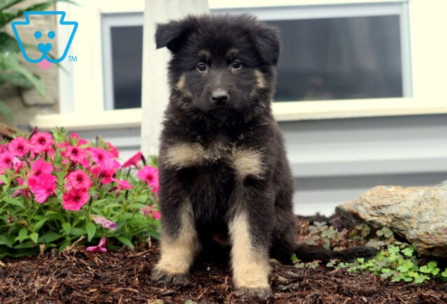 Adorable fluffy German Shepherd puppy with tan markings sits on fresh mulch in front of vibrant pink flowers, looking sweetly at the camera. image