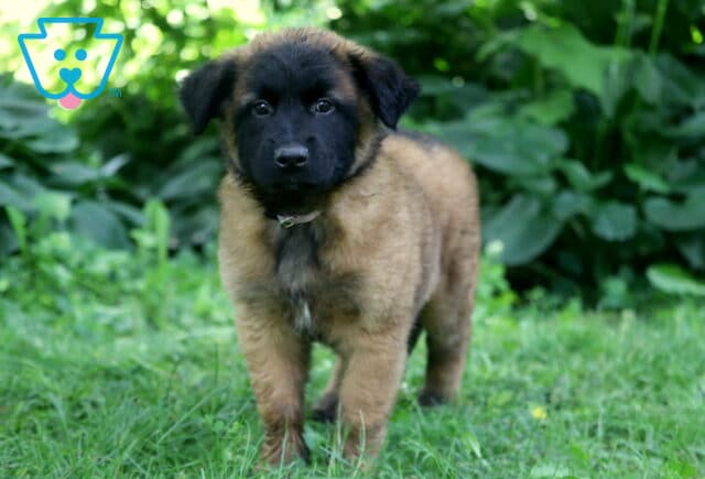 Fluffy Belgian Malinois puppy with a soft, thick tan coat and a bold black face stands in the grass, framed by lush green foliage in a shady outdoor setting. image