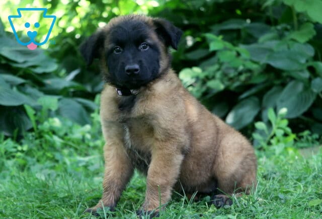 Soft-coated Belgian Malinois puppy with a fluffy tan body and striking black face sits in the grass, framed by rich green foliage in a peaceful garden setting. image