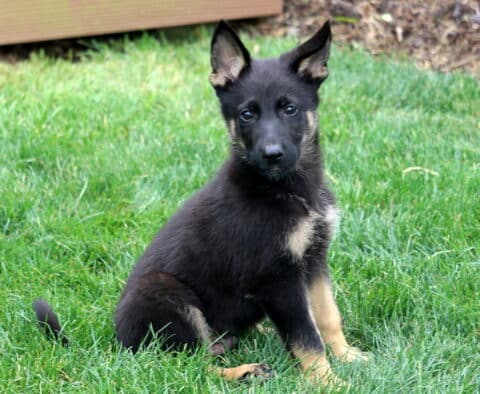 Young German Shepherd puppy with upright ears and a sleek black-and-tan coat sitting attentively on lush green grass, looking calmly at the camera.