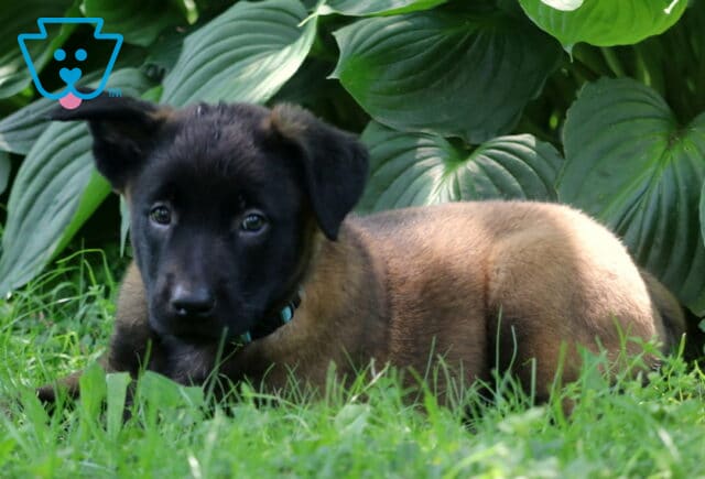 Belgian Malinois puppy with a sable coat and dark face lies in the grass near large hosta leaves, peeking out with a curious and alert expression in the soft sunlight. image