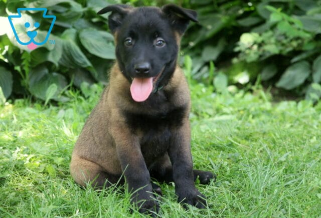 Happy Belgian Malinois puppy with a sable coat and dark face sits in the grass with its tongue out, surrounded by vibrant greenery and large leafy plants. image