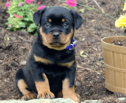 Mini Rottweiler puppy with a blue collar sitting on a rock in a garden, surrounded by fresh mulch, colorful flowers, and a wooden planter with yellow blooms.