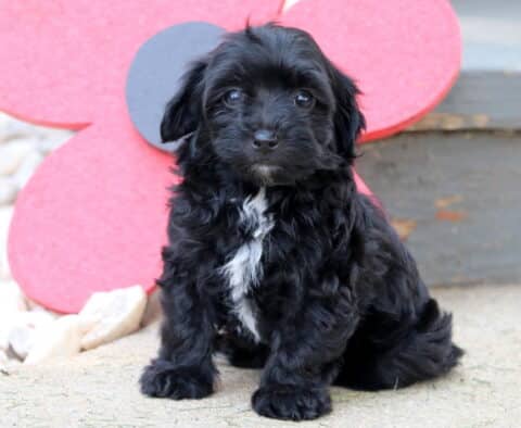 Adorable black Havapoo puppy with a white chest patch sitting on a patio in front of a large red flower prop and gray wooden steps.