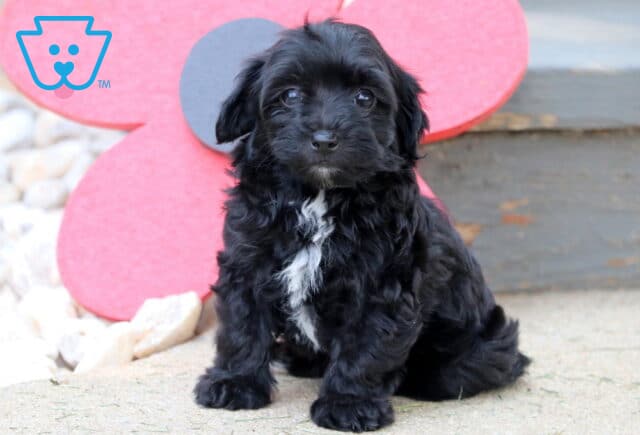 Adorable black Havapoo puppy with a white chest patch sitting on a patio in front of a large red flower prop and gray wooden steps. image
