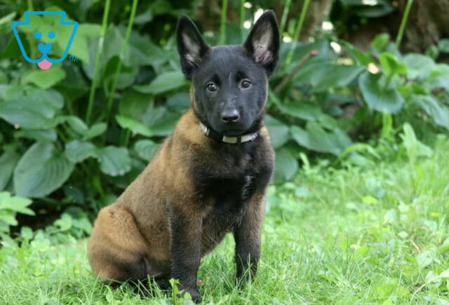 Attentive Belgian Malinois puppy with upright ears and a sleek sable coat sits in green grass, surrounded by dense leafy plants and dappled sunlight in a garden setting. image
