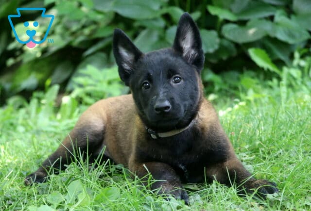 Bright-eyed Belgian Malinois puppy with tall, pointed ears and a sleek black-and-tan coat lies in green grass, looking up with curiosity against a backdrop of leafy garden plants. image
