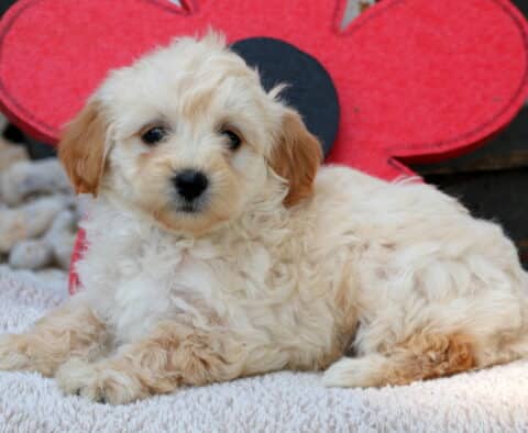 Cream-colored Havapoo puppy with tan ears lounging on a fluffy blanket, with a bright red flower decoration and wooden steps in the background.