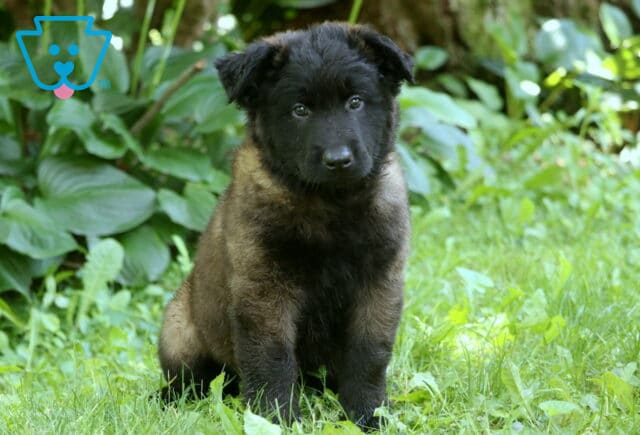 Fluffy Belgian Malinois puppy with a soft black and tan coat sits attentively on the grass, surrounded by leafy greenery and looking directly at the camera with curious eyes. image