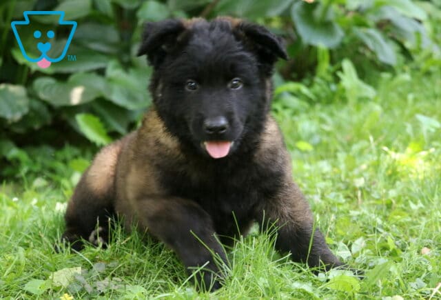 Playful Belgian Malinois puppy with a fluffy black and tan coat sits on the grass with its tongue out, looking toward the camera with lively eyes and perked ears. image