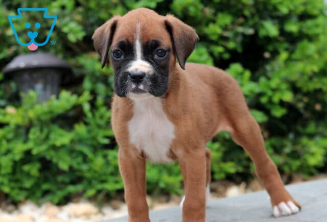 Adorable Boxer puppy standing confidently on a stone path, with a white chest and paws and a curious gaze. Green shrubbery provides a lush, natural background. image