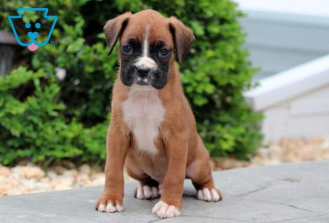 Sweet Boxer puppy sitting attentively on a stone patio, showing off its white chest and paws. The puppy’s expressive face and floppy ears add to its adorable charm, with green bushes in the background. image