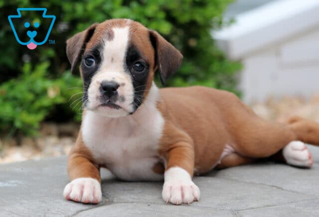 Fawn and white Boxer puppy lying on a stone path, gazing ahead with a curious expression and greenery in the background. image