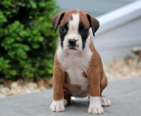 Adorable Boxer puppy with a white-tipped snout and chest sitting on a stone surface, looking curiously at the camera with greenery in the background.