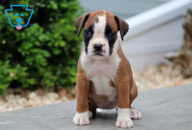 Adorable Boxer puppy with a white-tipped snout and chest sitting on a stone surface, looking curiously at the camera with greenery in the background. image