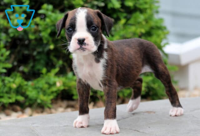 Brindle Boxer puppy with a white chest and face standing alertly on a stone path, surrounded by lush greenery. image