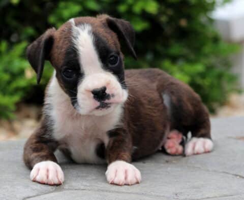 Adorable brindle Boxer puppy with a white face and pink-spotted nose lying on a stone surface, looking curiously at the camera.