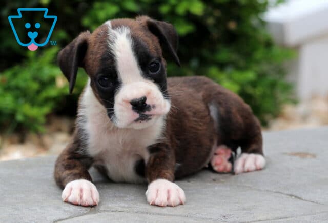 Adorable brindle Boxer puppy with a white face and pink-spotted nose lying on a stone surface, looking curiously at the camera. image