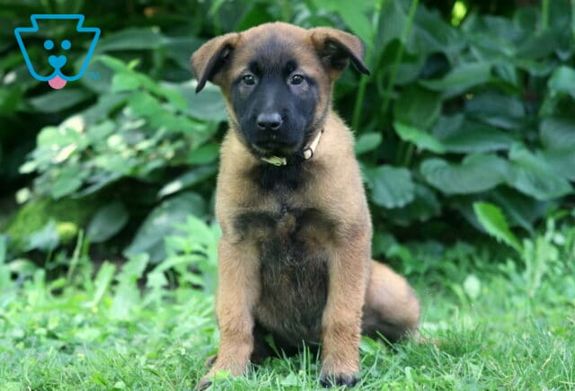 Young Belgian Malinois puppy with a tan coat and dark muzzle sits upright in a grassy yard, framed by vibrant green leaves and plants in the background. image