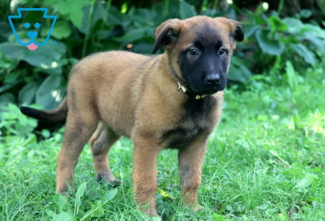 Curious Belgian Malinois puppy with a fawn-colored coat and dark facial mask stands in a grassy area, surrounded by vibrant green foliage in a shaded garden. image