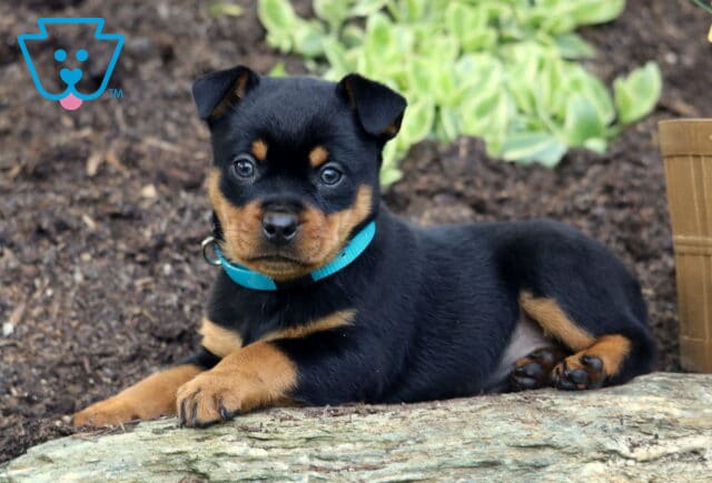 Mini Rottweiler puppy wearing a teal collar laying on a stone surface, looking up with bright eyes, surrounded by soil and greenery in the background. image