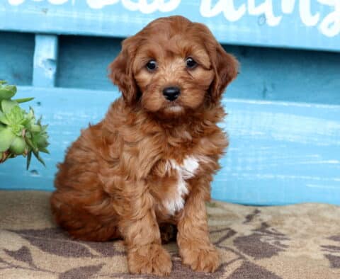 Reddish-brown Cavapoo puppy with a small white patch on its chest sits sweetly on a tan and brown rug, next to a pot of succulents, in front of a bright blue wooden wall with white lettering.
