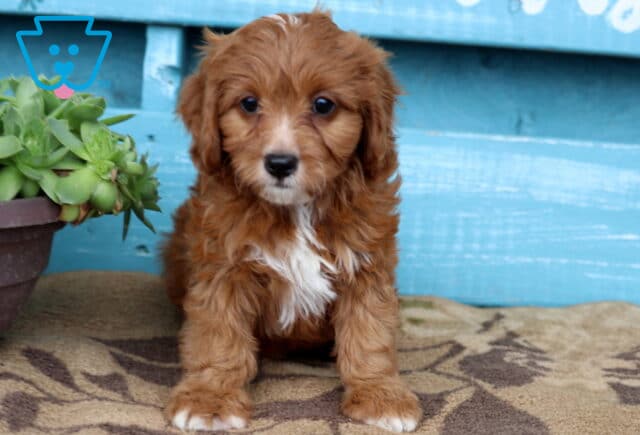 Cavapoo puppy with rich reddish-brown fur, white chest markings, and a small white streak on the head stands on a cozy rug next to a pot of succulents and a weathered blue wall. image
