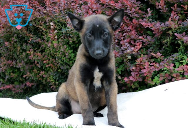 Belgian Malinois puppy sitting on a white blanket in front of red and green bushes, with a small white patch on its chest and a focused expression. image