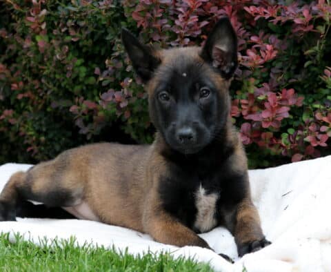 Belgian Malinois puppy laying stretched out on a white blanket in the grass, with a small white patch on its chest and deep red and green bushes in the background.