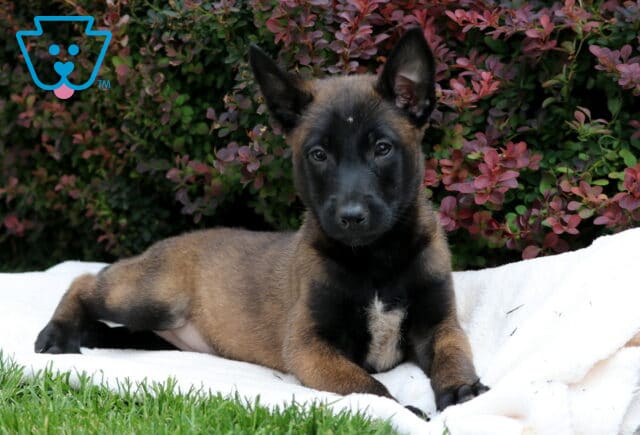 Belgian Malinois puppy laying stretched out on a white blanket in the grass, with a small white patch on its chest and deep red and green bushes in the background. image