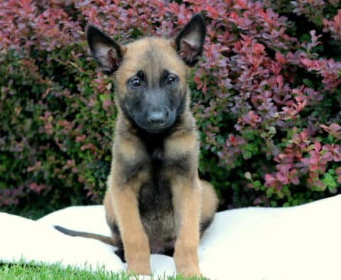 Belgian Malinois puppy sitting alert on a white blanket in the grass, with vibrant red and green shrubbery in the background, ears perked and gaze focused forward.