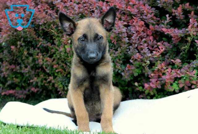 Belgian Malinois puppy sitting alert on a white blanket in the grass, with vibrant red and green shrubbery in the background, ears perked and gaze focused forward. image