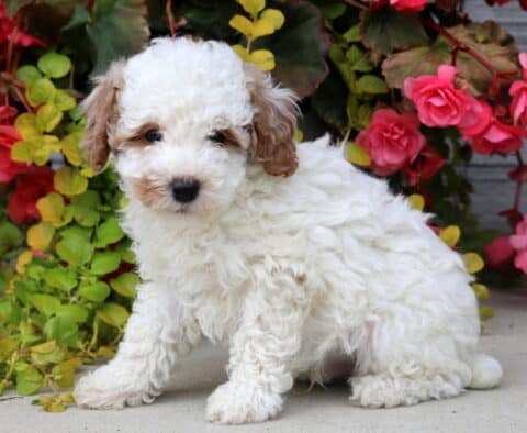 Mini Poodle puppy with a fluffy white coat and light brown ears sitting on a sidewalk in front of vibrant pink and red flowers and green leaves.
