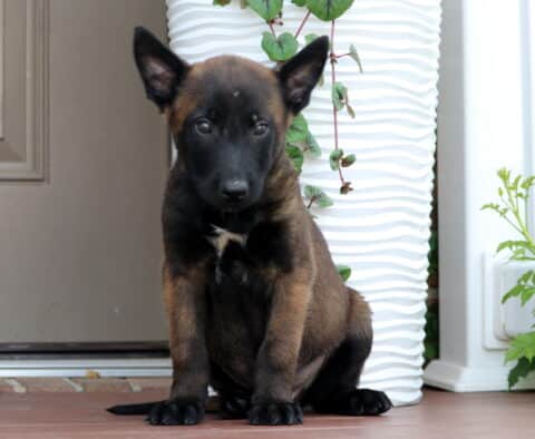 Belgian Malinois puppy sitting on a porch in front of a white textured planter, looking directly at the camera with a calm expression and upright ears.