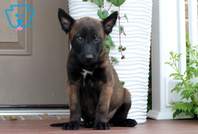 Belgian Malinois puppy sitting on a porch in front of a white textured planter, looking directly at the camera with a calm expression and upright ears. image
