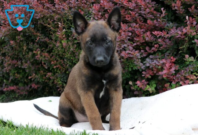 Belgian Malinois puppy lying stretched out on a soft white blanket over green grass, showing a white patch on its chest with rich red and green foliage behind. image