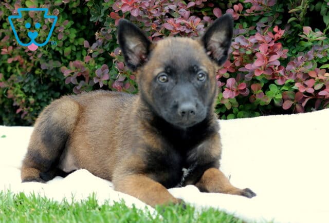 Belgian Malinois puppy lying on a soft white blanket in the grass, with alert ears and a focused expression, backed by a colorful mix of red and green shrubbery. image