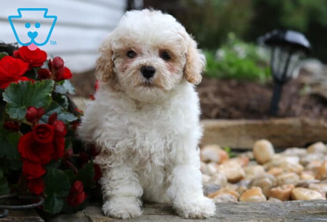 Fluffy white Maltipoo puppy with light tan markings sitting beside red flowers and smooth garden stones, posing sweetly in a landscaped outdoor setting. image