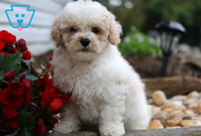 Curly-coated white Maltipoo puppy with light tan ears sitting near vibrant red flowers and smooth pebbles in a charming garden setting. image