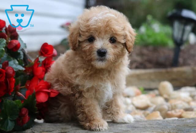 Light brown Maltipoo puppy with a white chest sitting on a stone path beside bright red flowers, looking up sweetly with soft, curly fur in a garden setting. image