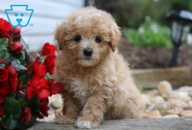 Cute apricot Maltipoo puppy with curly fur and a white patch on its chest sitting next to red flowers and garden stones, gazing sweetly at the camera. image