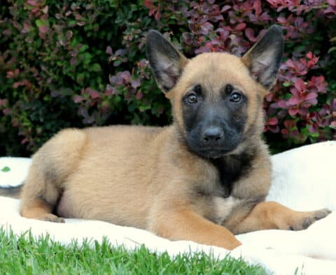 Light tan Belgian Malinois puppy lying comfortably on a white blanket in the grass, with ears perked and a gentle expression, framed by rich red and green shrubbery in the background.
