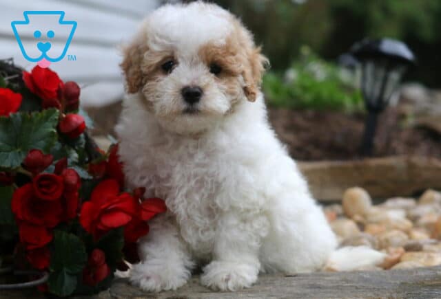 Charming white Maltipoo puppy with light tan markings around its eyes and ears, sitting beside vivid red flowers on a stone path with smooth garden rocks in the background. image