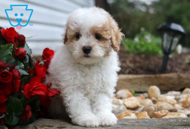 Fluffy white Maltipoo puppy with light brown ears and eye markings sitting sweetly beside red blooms and smooth garden stones on a landscaped path. image
