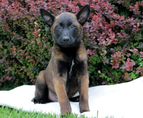 Belgian Malinois puppy sitting on a white blanket outdoors in front of a bush with reddish-purple leaves, gazing attentively at the camera.