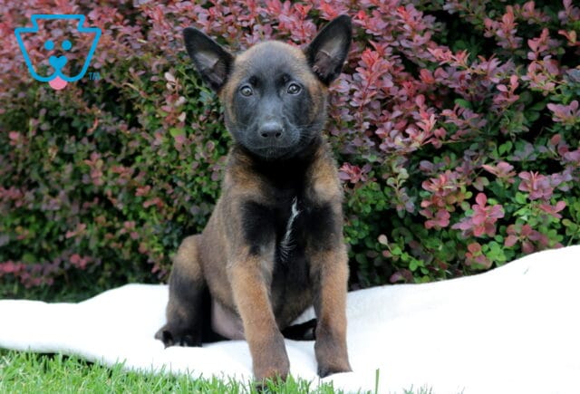 Belgian Malinois puppy sitting on a white blanket outdoors in front of a bush with reddish-purple leaves, gazing attentively at the camera. image