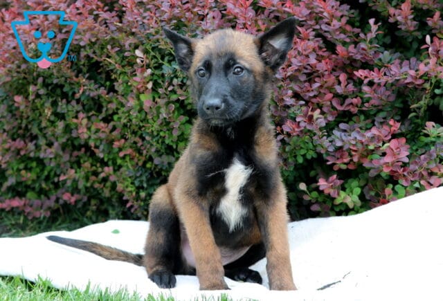 Belgian Malinois puppy with a prominent white patch on its chest sitting on a white blanket, surrounded by green grass and colorful leafy bushes in shades of red and purple. image