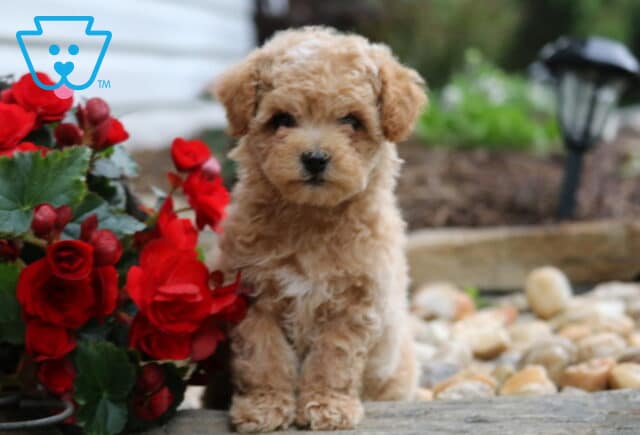 Adorable apricot-colored Maltipoo puppy sitting beside vibrant red flowers on a stone path, with a soft garden background and decorative rocks nearby. image
