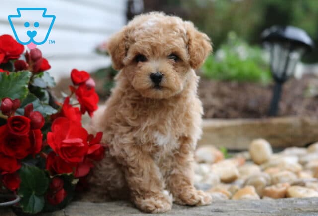 Fluffy apricot Maltipoo puppy sitting beside bright red flowers and smooth garden stones, looking sweetly at the camera with a soft, curly coat. image